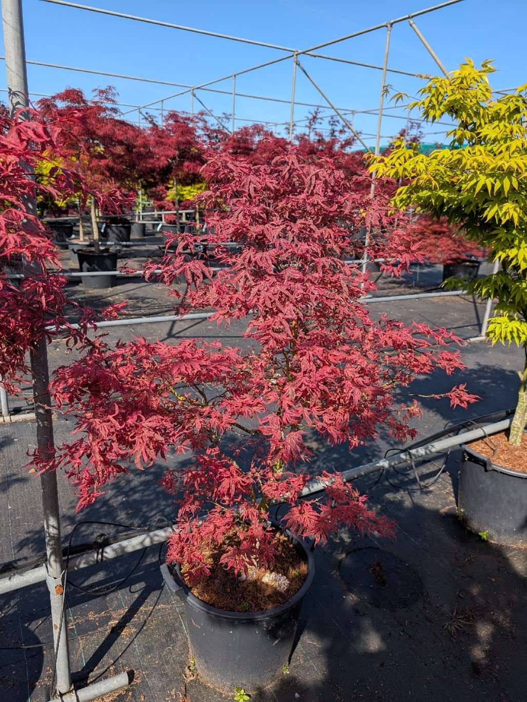 Acer shirasawanum - C35 80-100 CM
